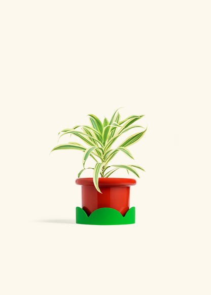 Dracaena Song of India in a 4 inches Fat Lip Red Planter in a Shamrock Petal Drip Tray