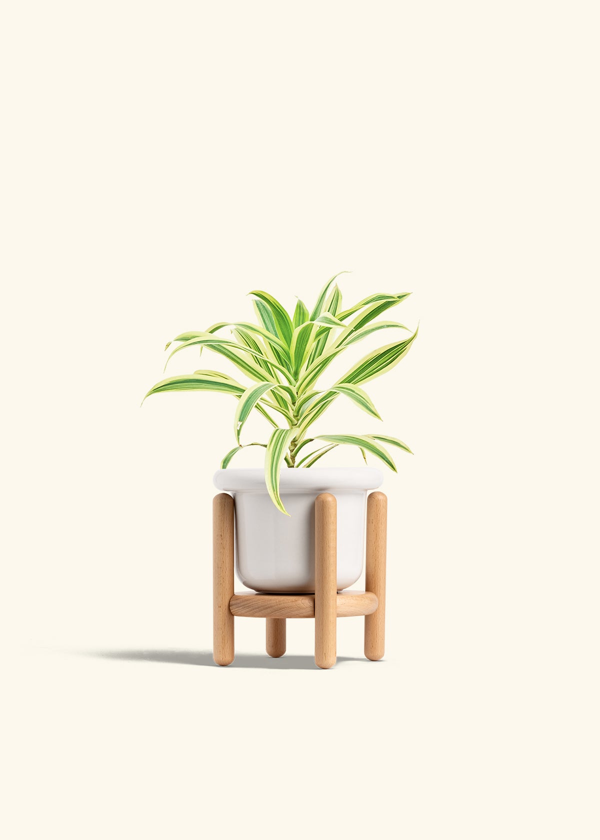Dracaena Song of India in a 4 inches Fat Lip White Planter in a Beech Wood Stand