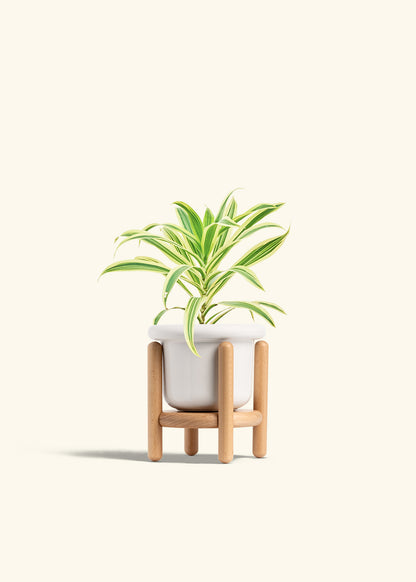 Dracaena Song of India in a 4 inches Fat Lip White Planter in a Beech Wood Stand