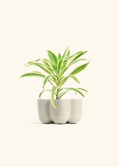 Dracaena 'Song of India', Small