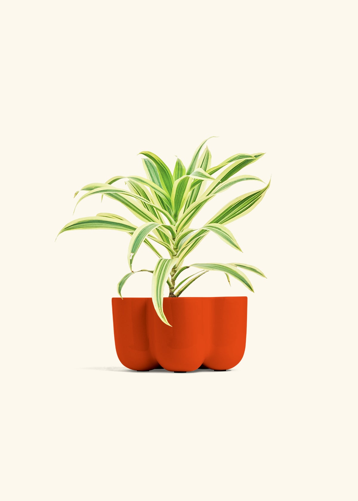 Dracaena Song of India in a 4 inches in a Red Petal Planter