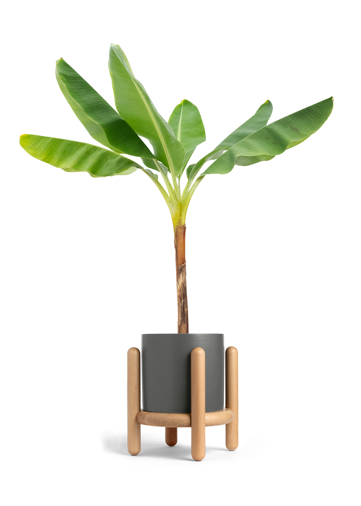Banana Tree, XL