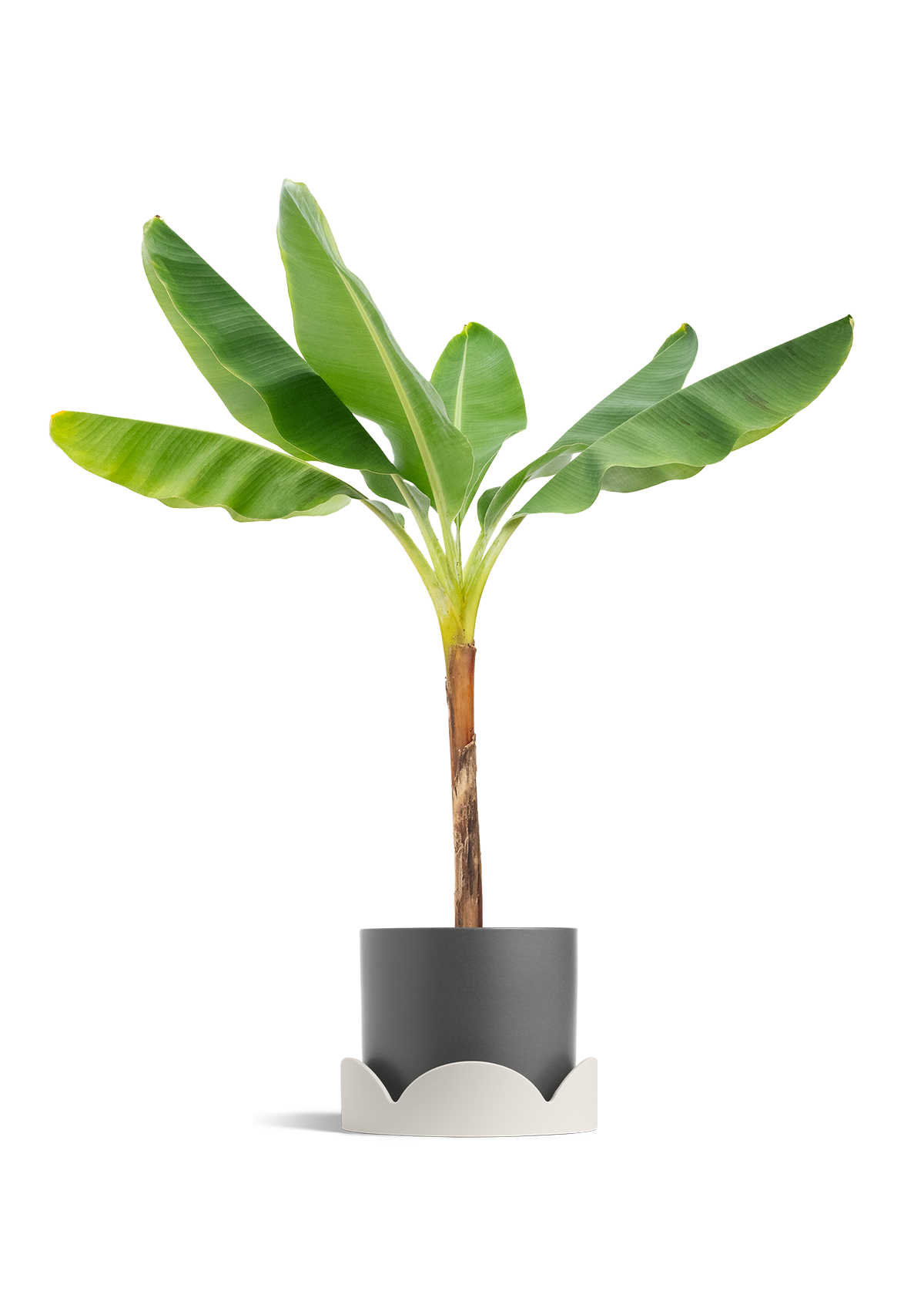 Banana Tree, XL