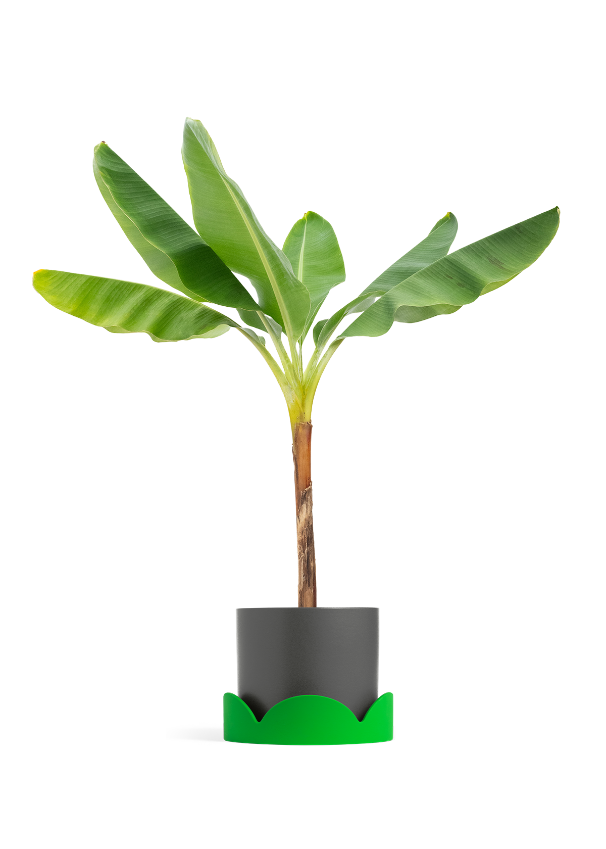 Banana Tree, XL