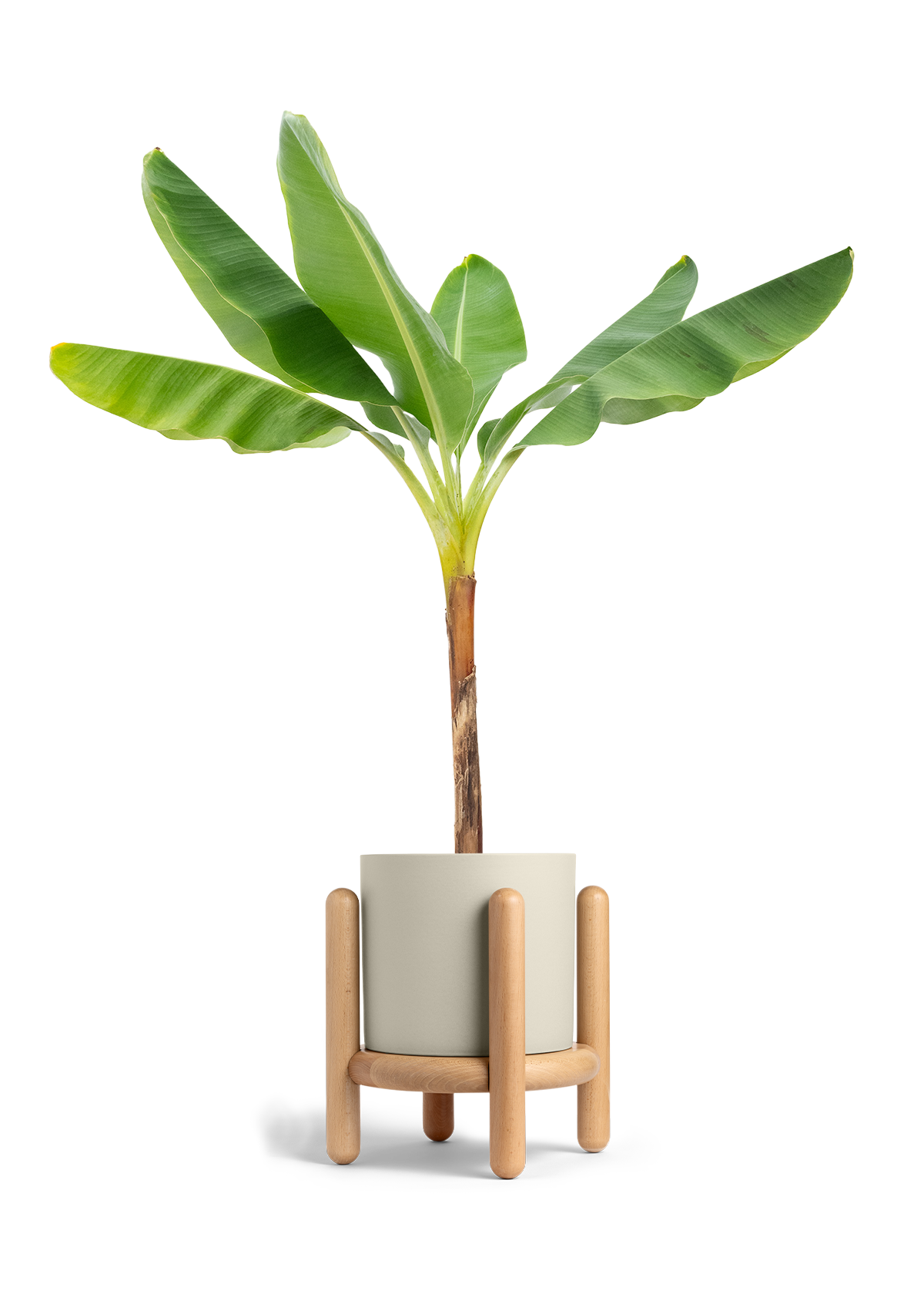 Banana Tree, XL
