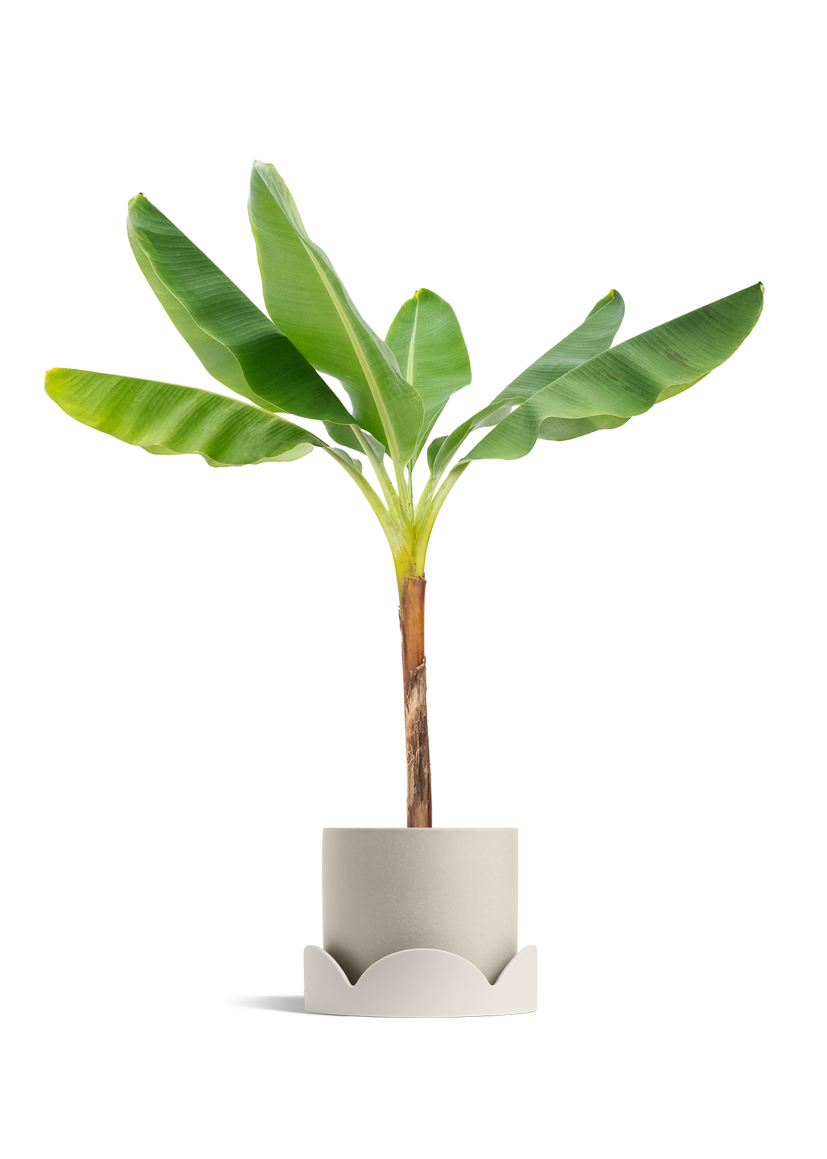 Banana Tree, XL