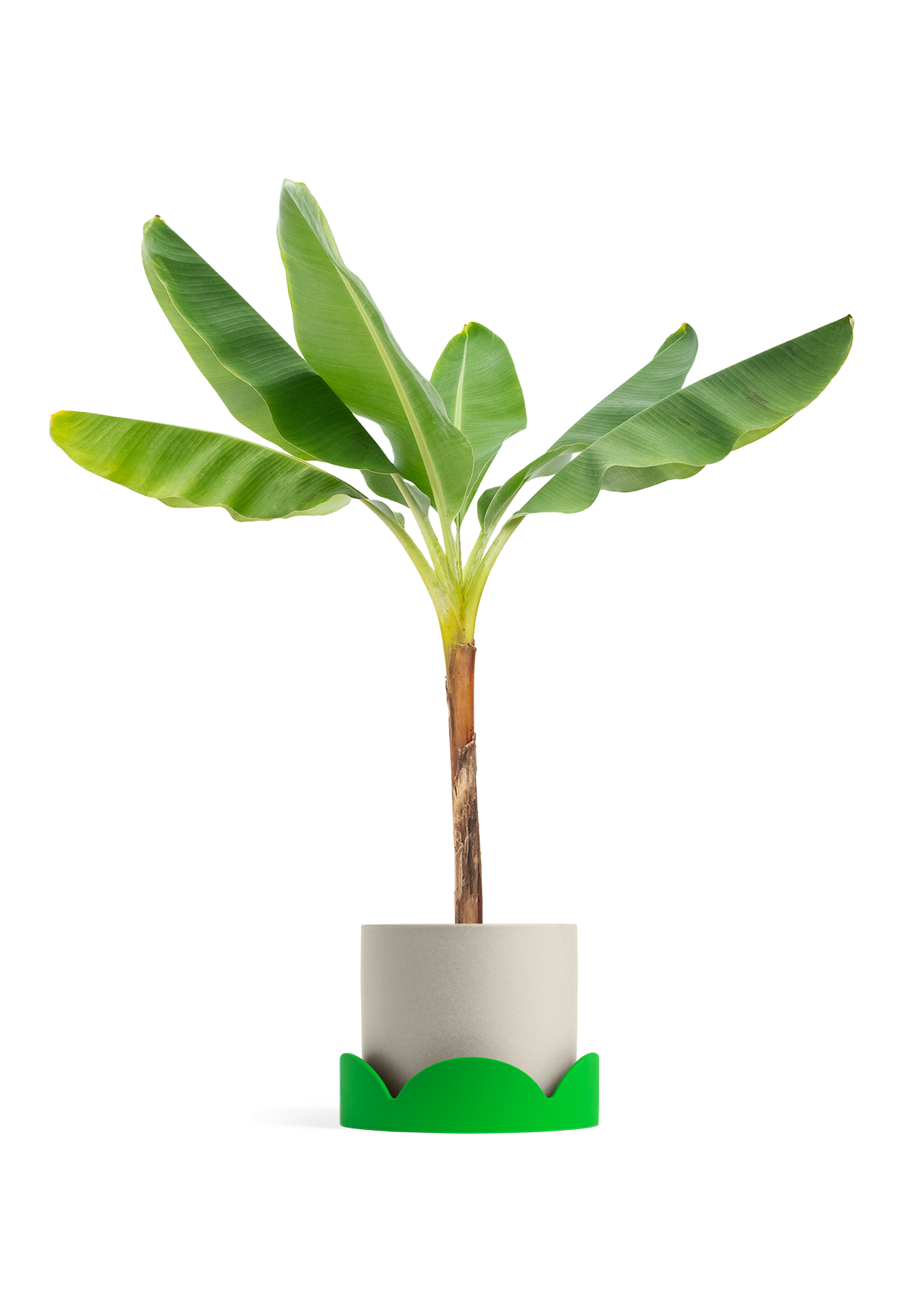 Banana Tree, XL