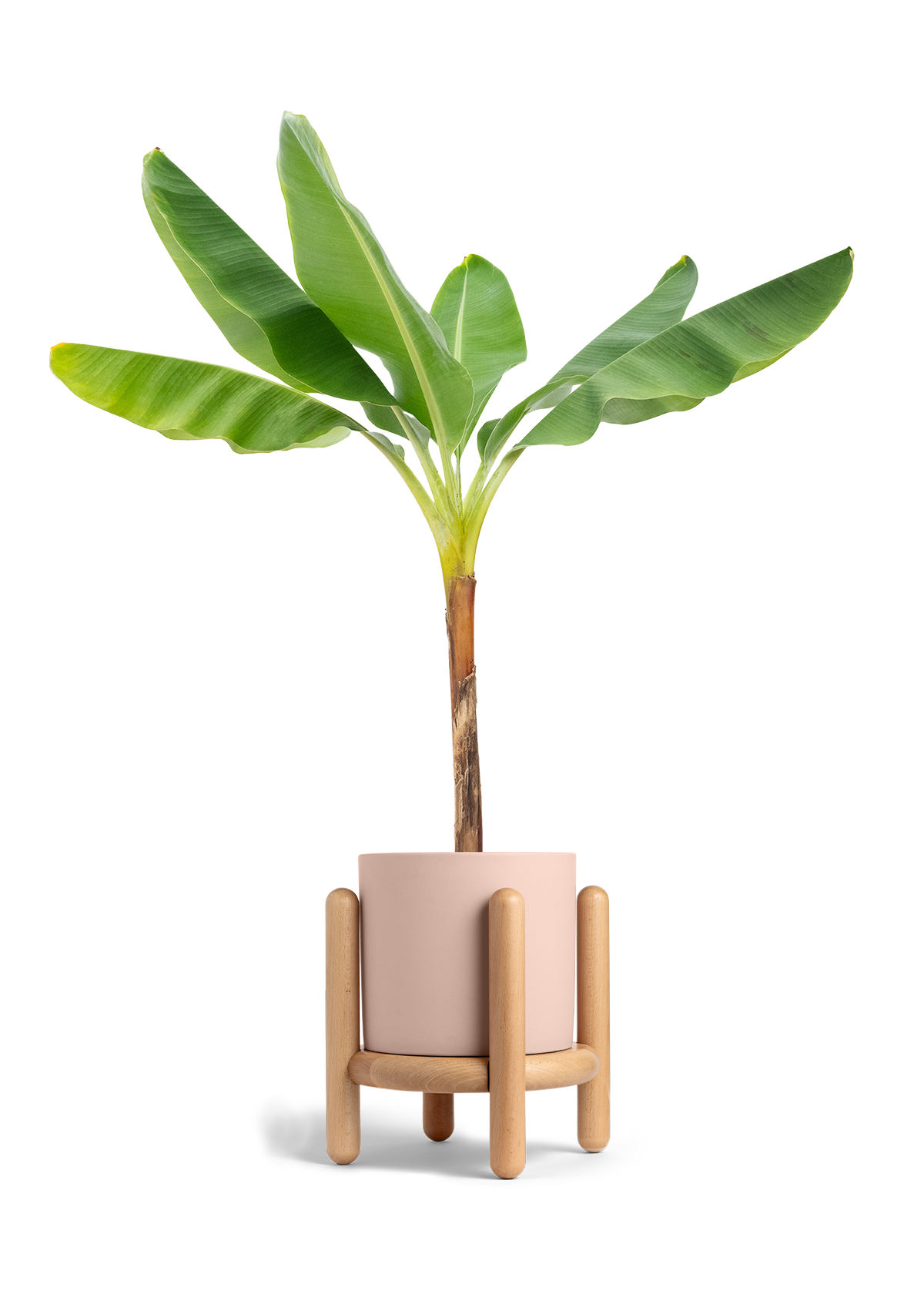 Banana Tree, XL