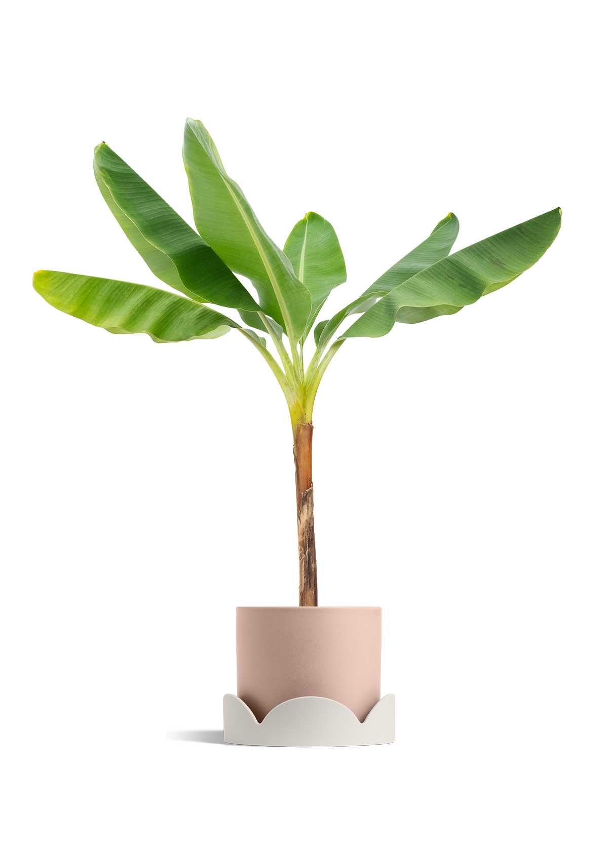 Banana Tree, XL