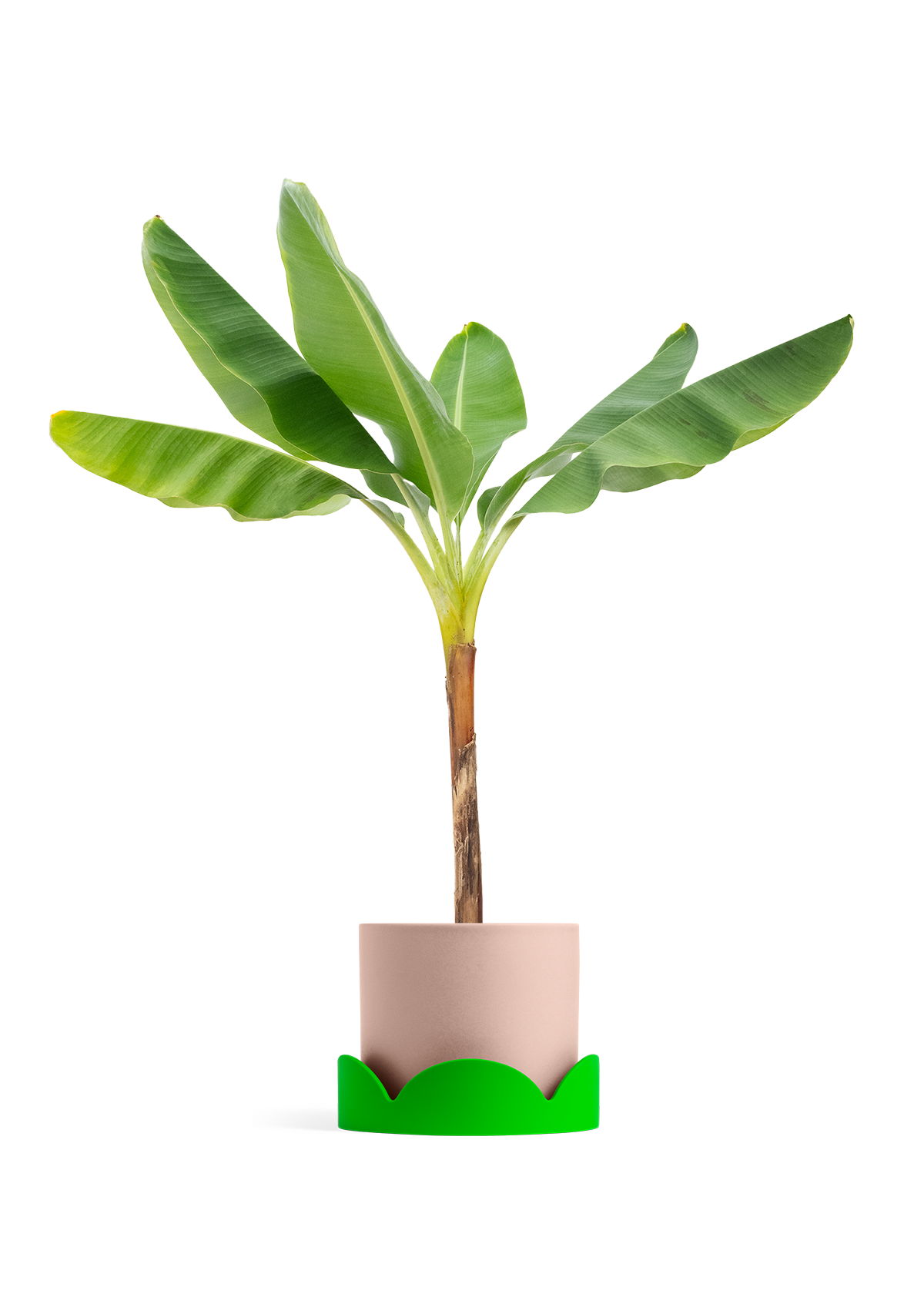Banana Tree, XL
