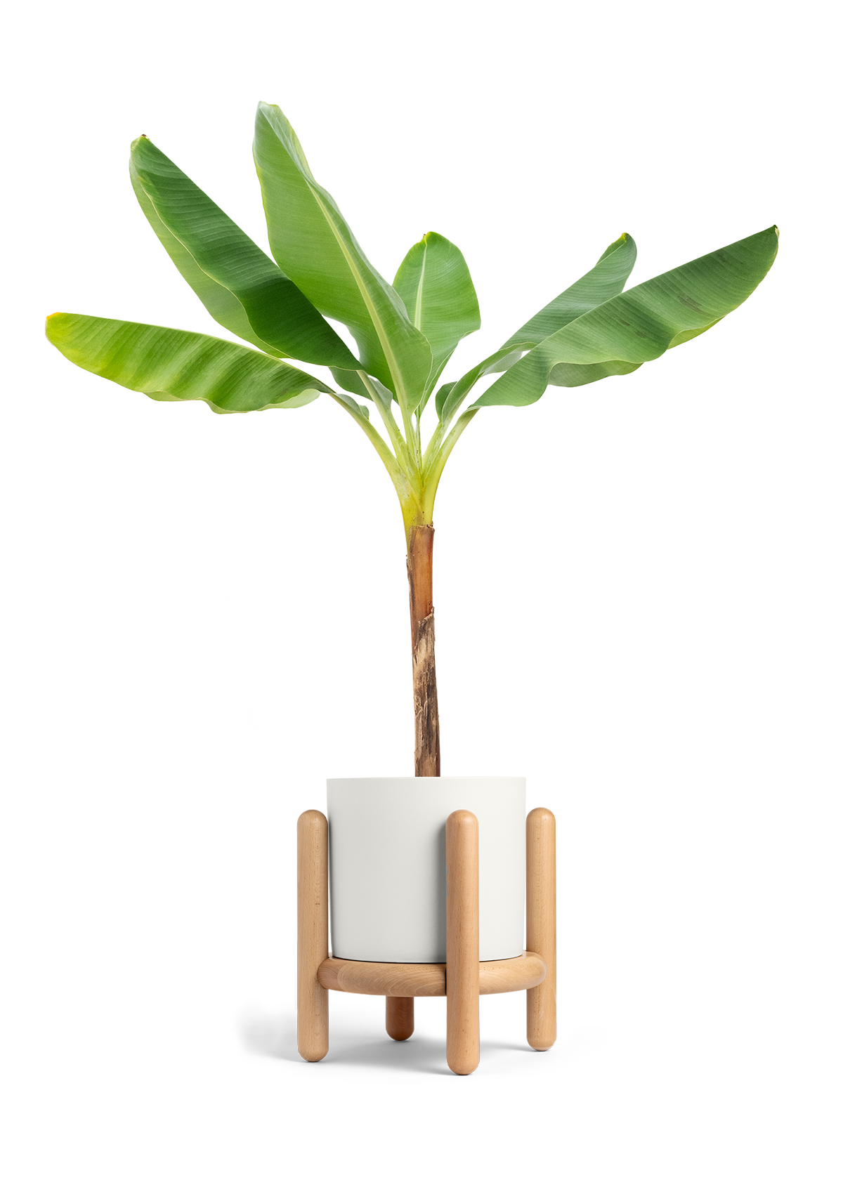 Banana Tree, XL