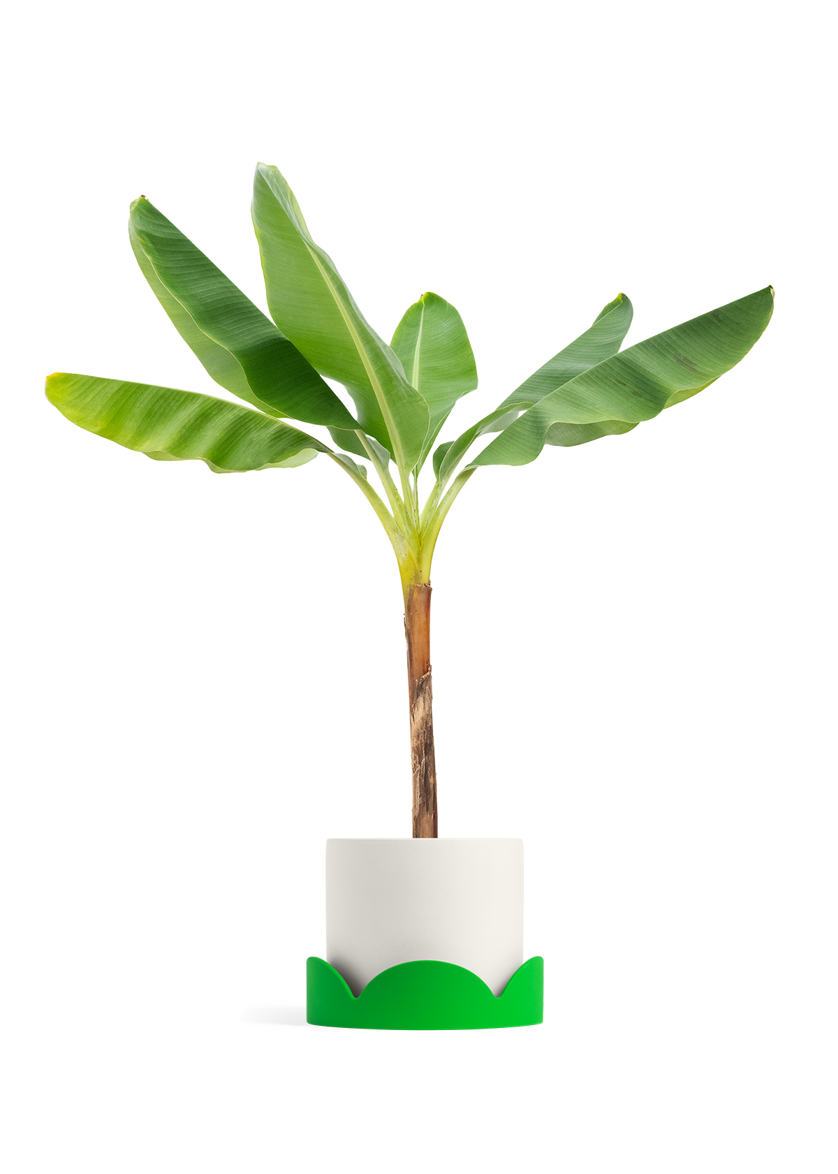 Banana Tree, XL