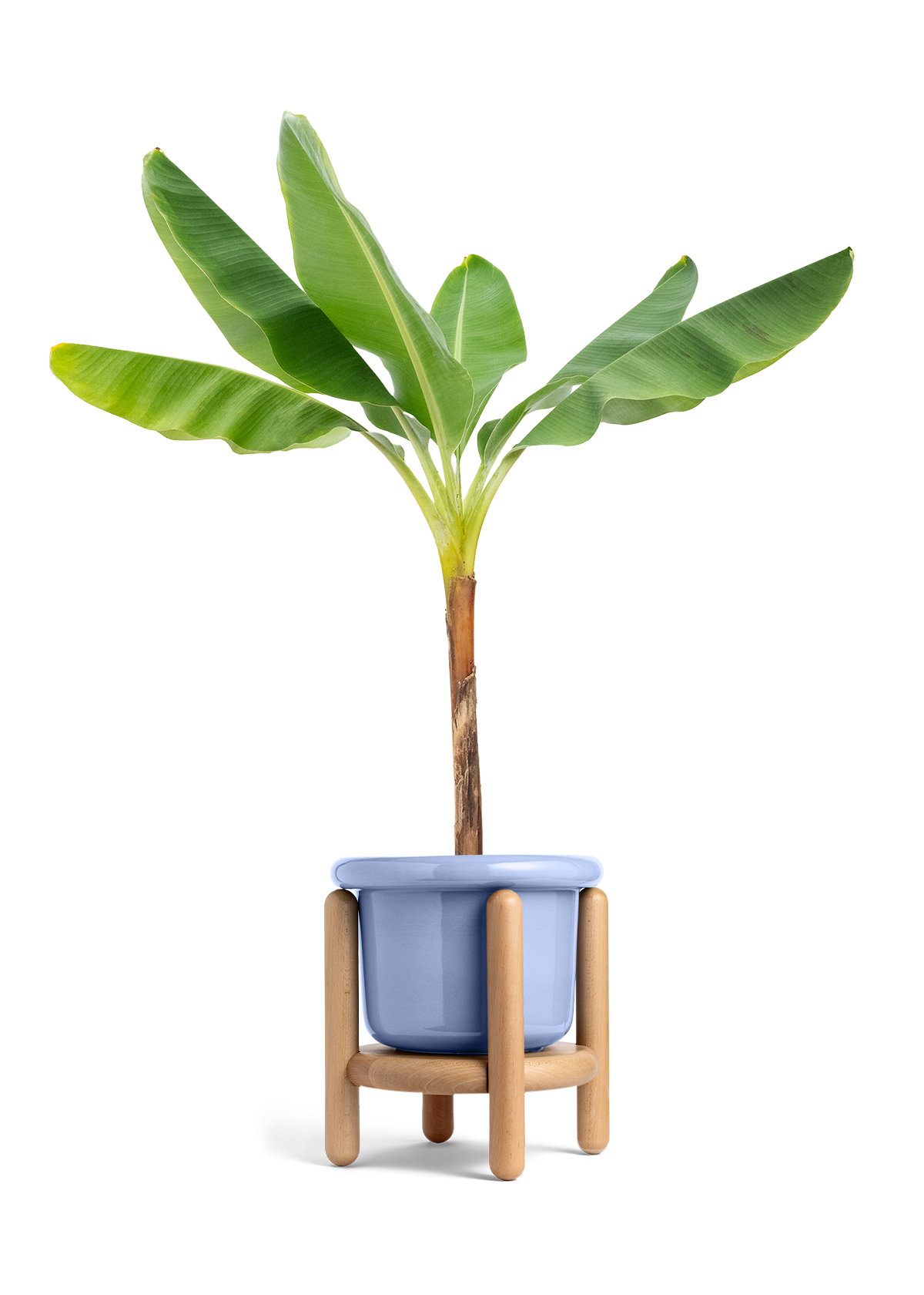 Banana Tree, XL