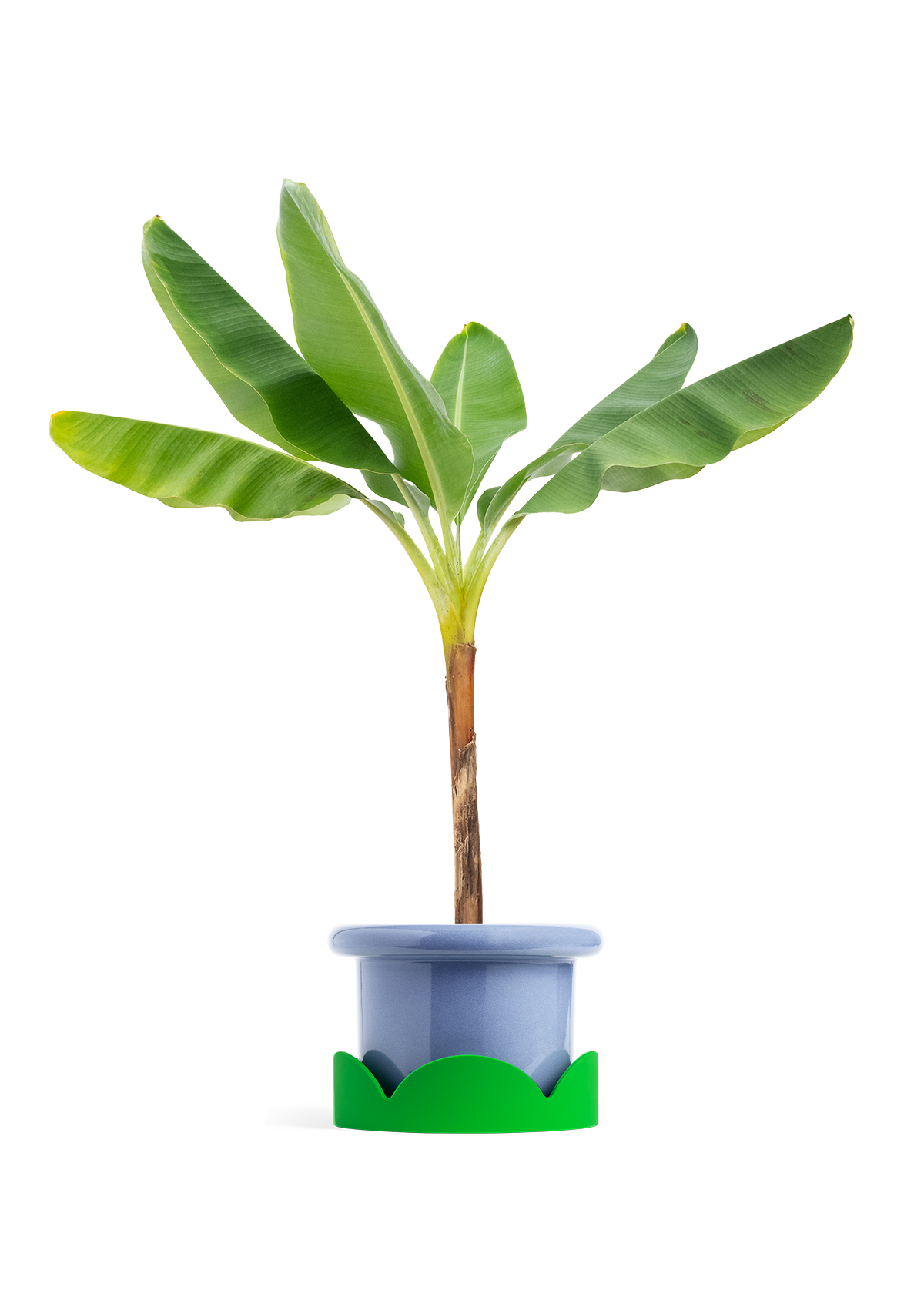 Banana Tree, XL