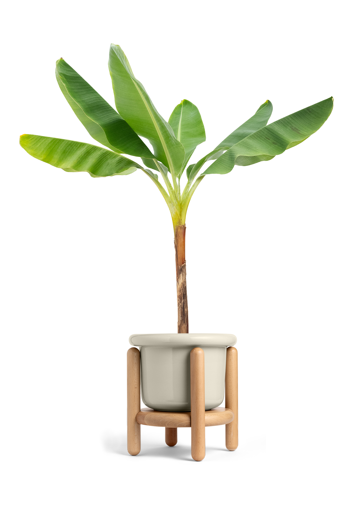 Banana Tree, XL