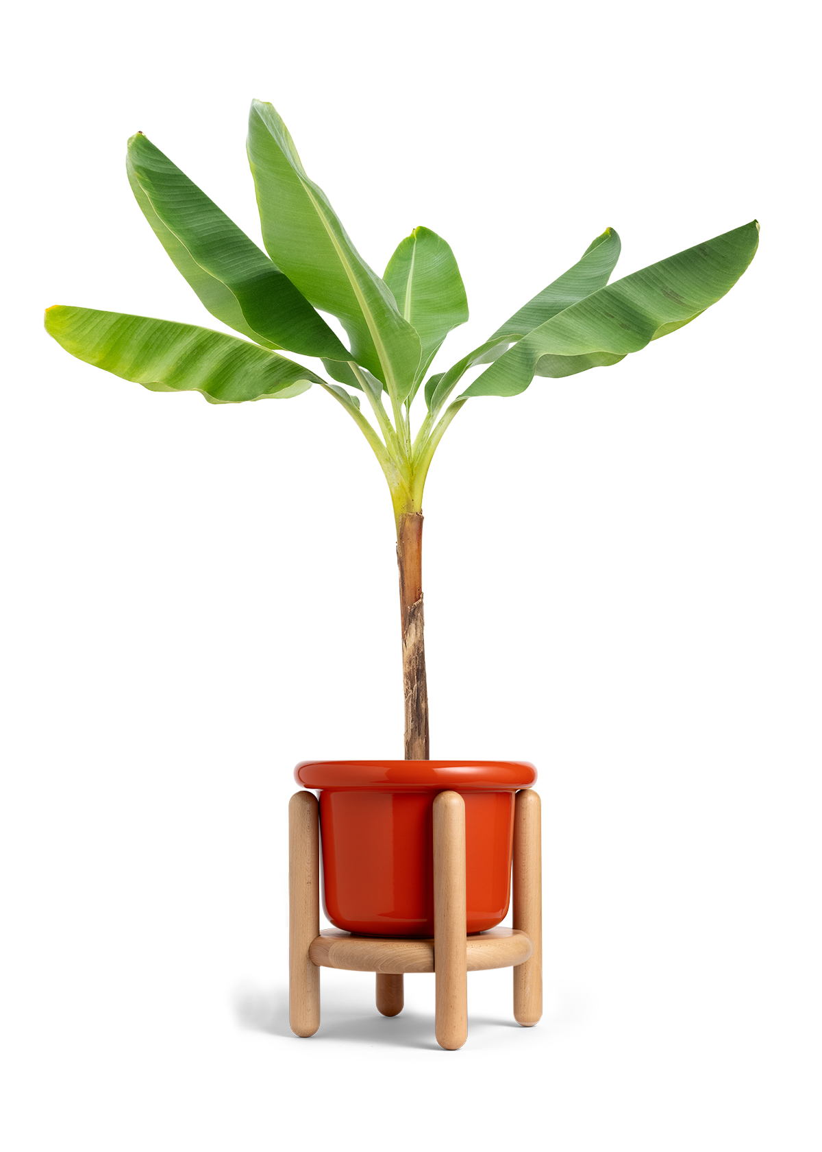 Banana Tree, XL