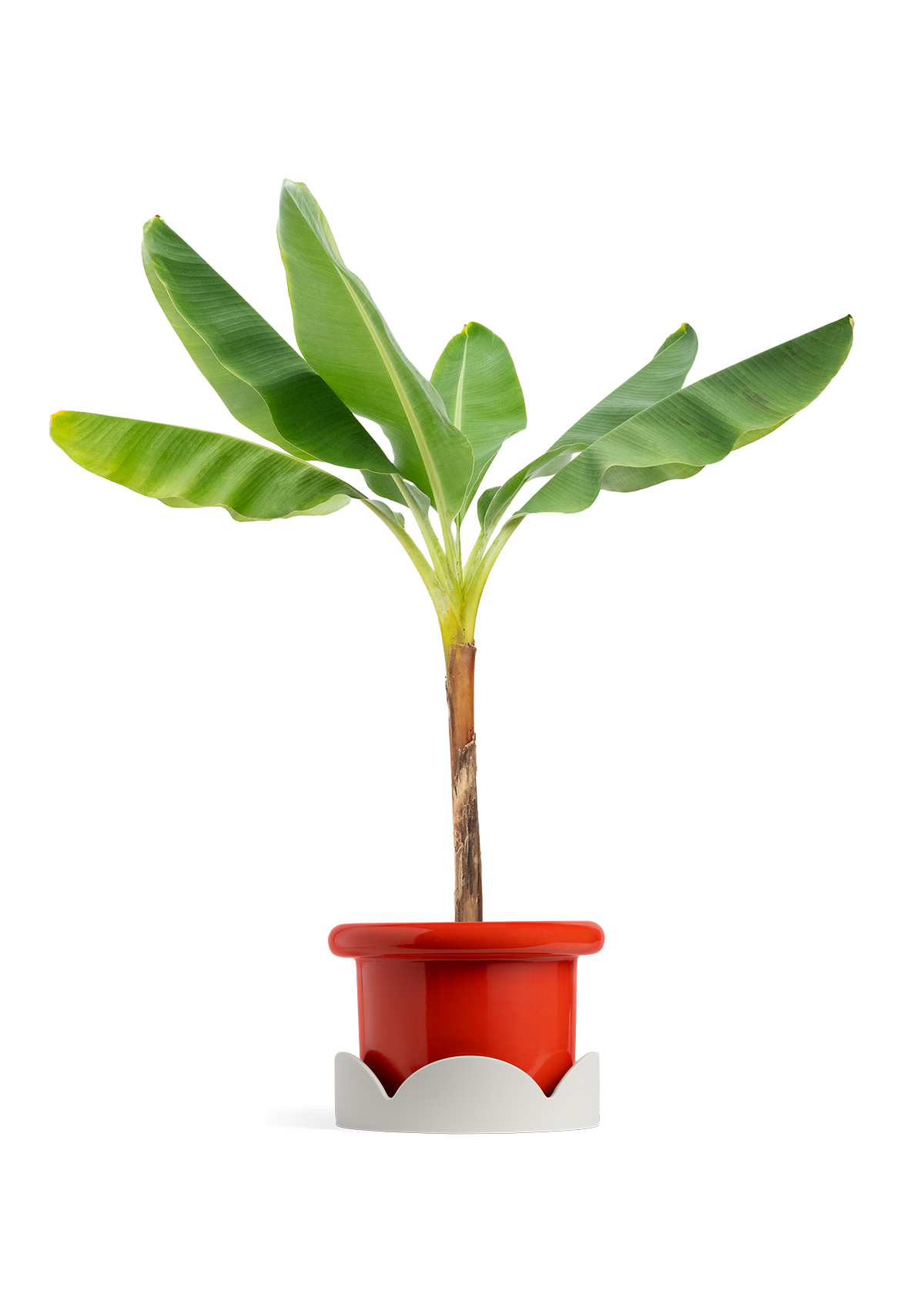 Banana Tree, XL