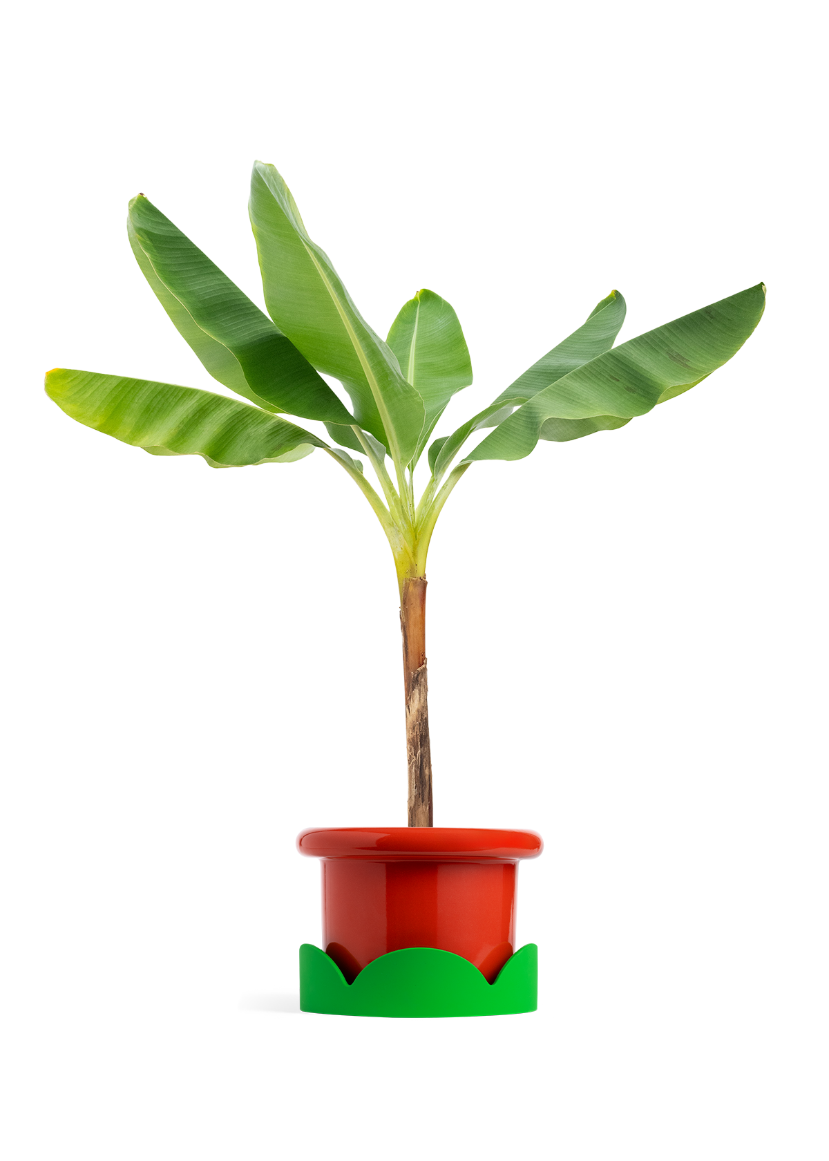 Banana Tree, XL