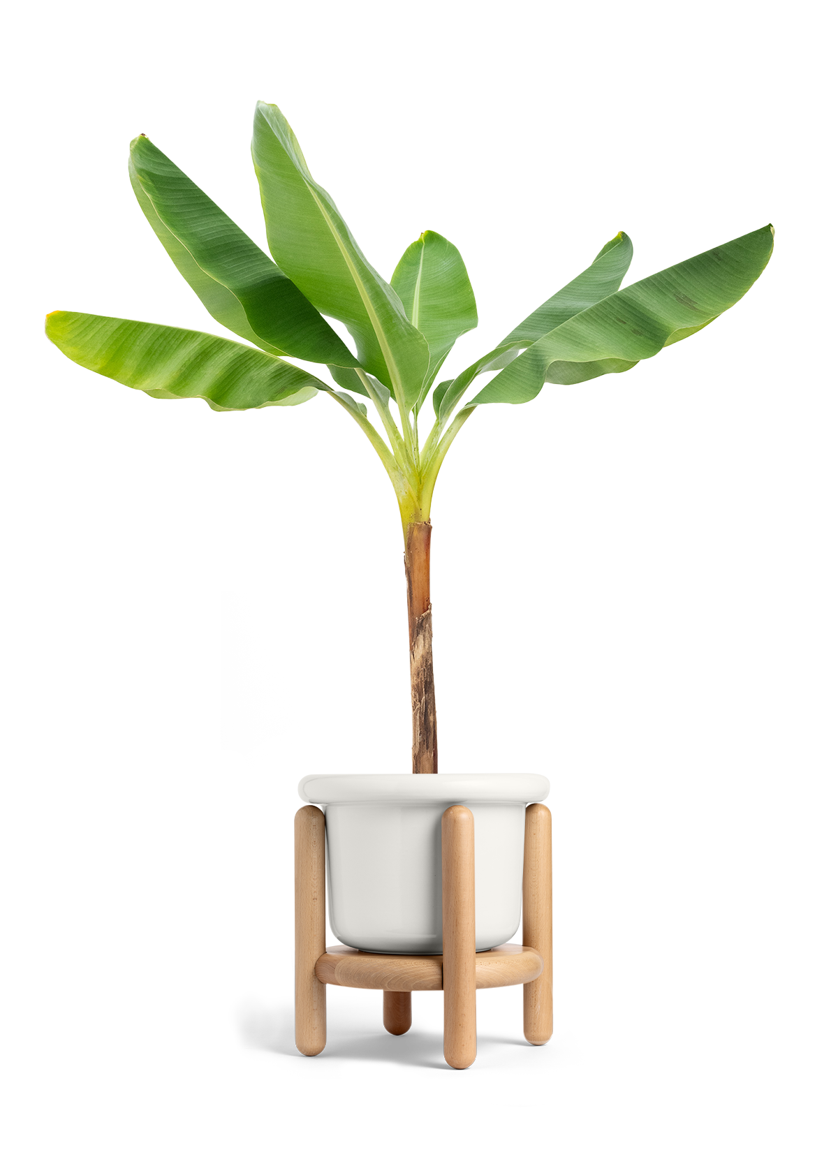 Banana Tree, XL