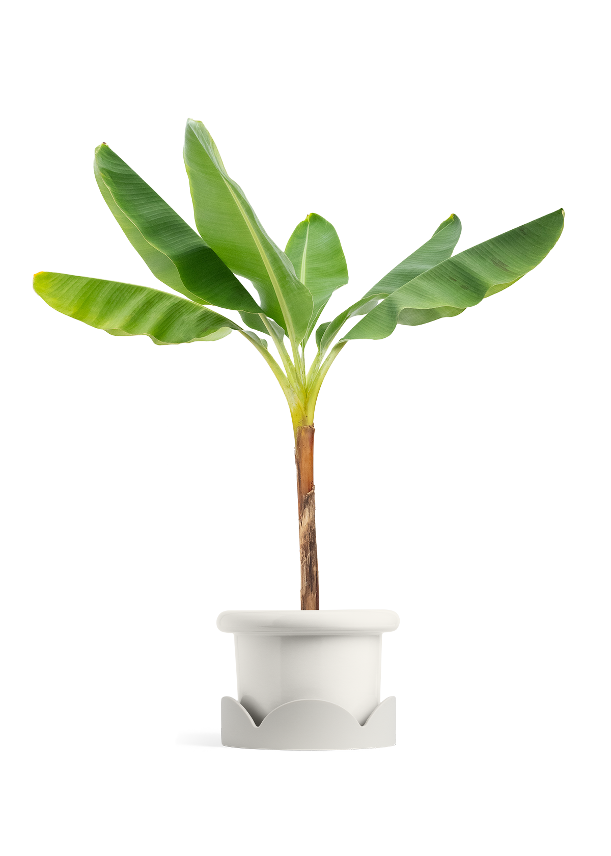 banana tree png