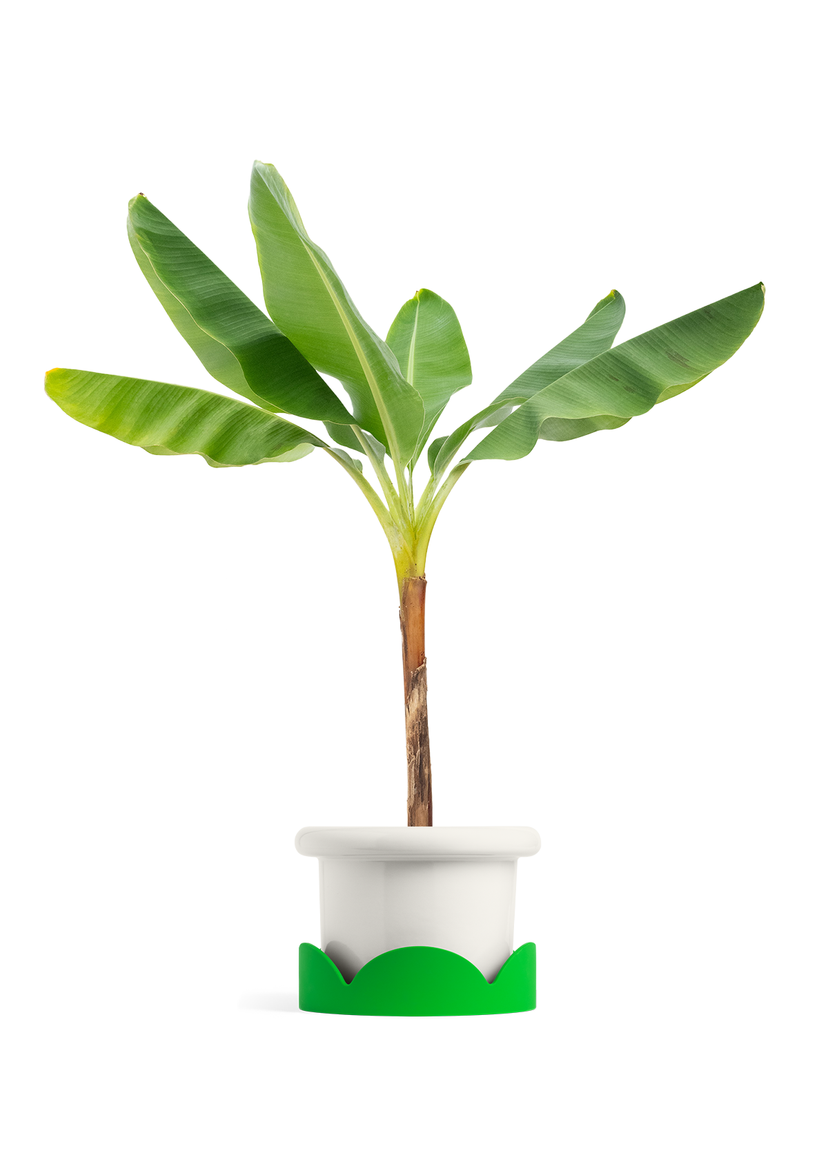 Banana Tree, XL