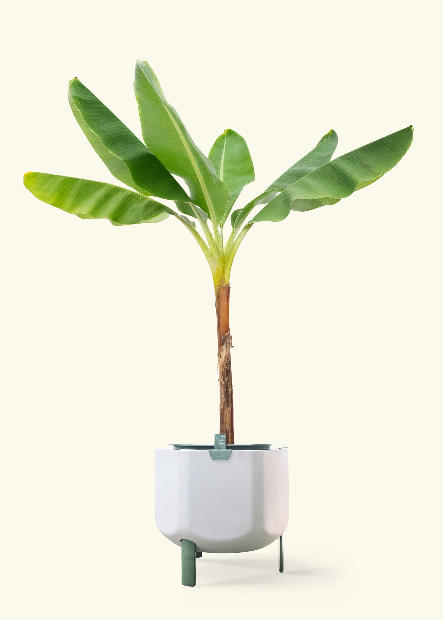 Banana Tree in a 10 inches sage self watering pot