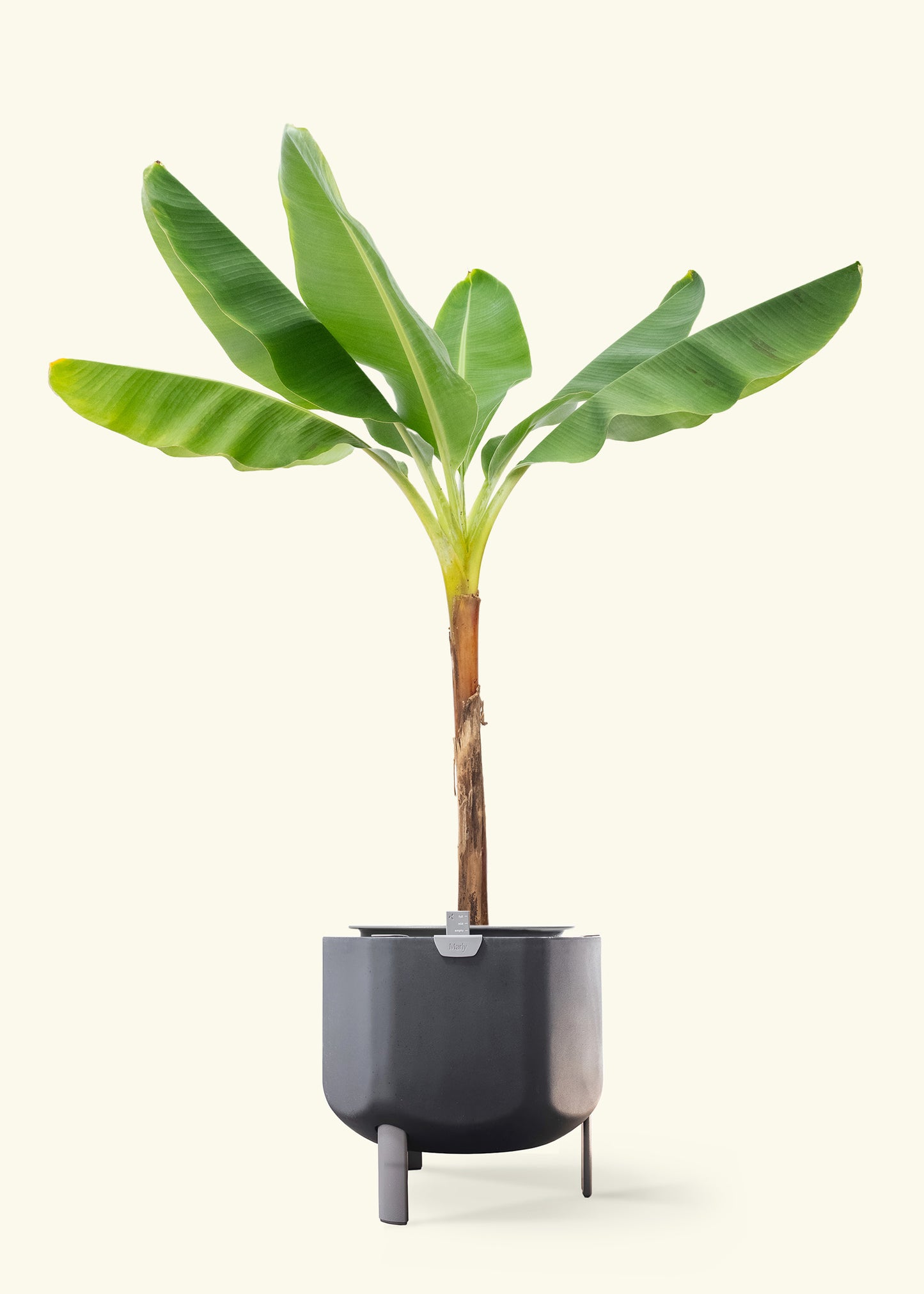 Banana Tree in a 10 inches charcoal self watering pot