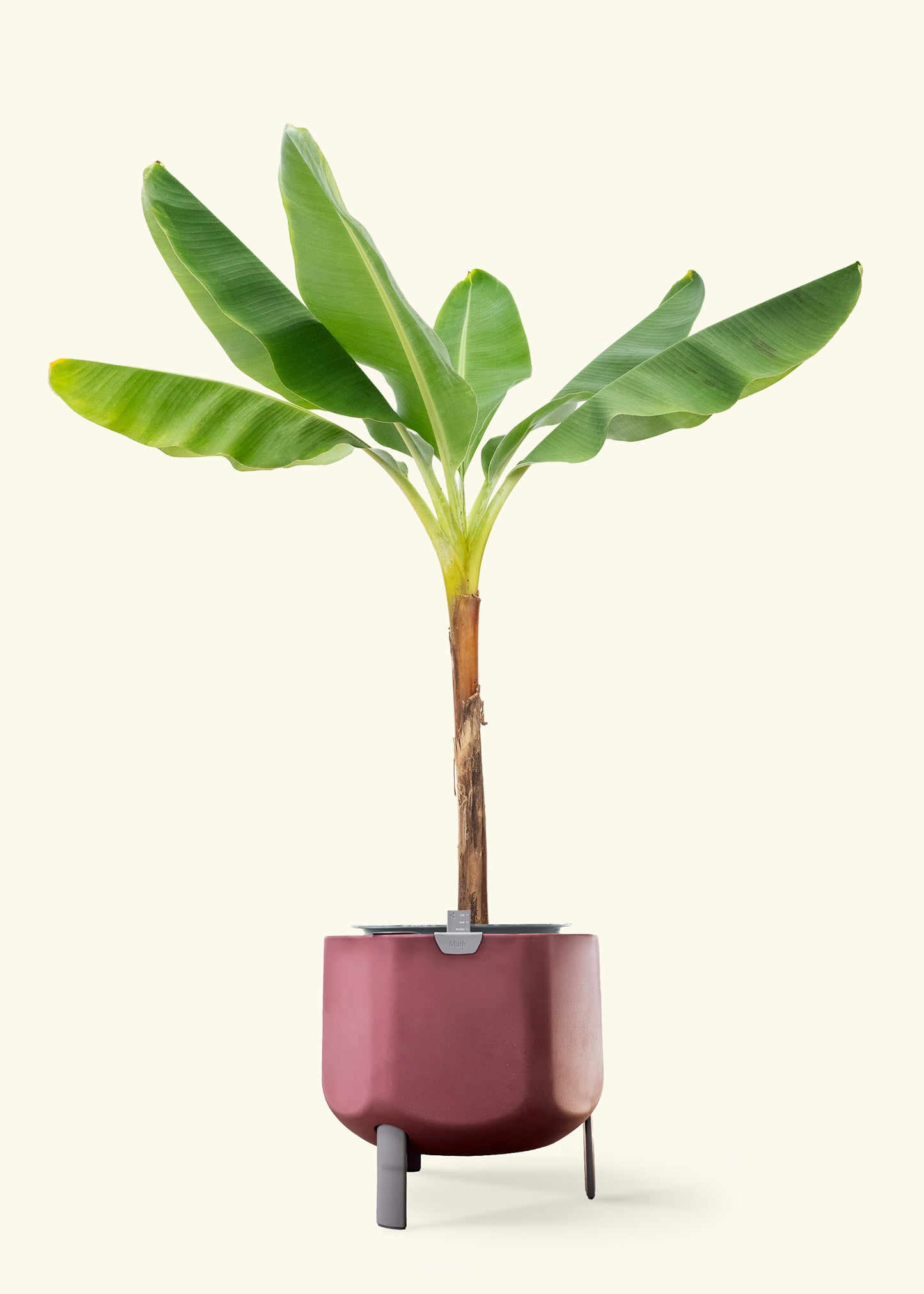 Banana Tree in a 10 inches terracotta self watering pot