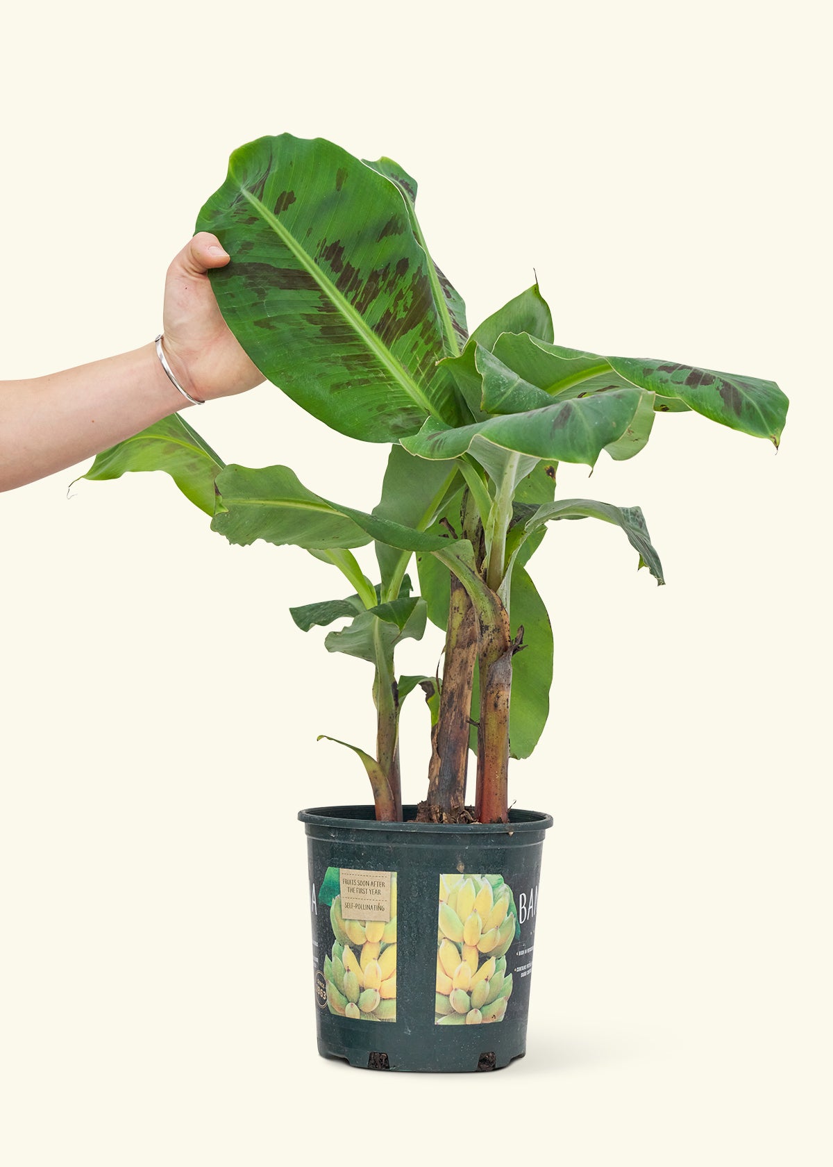 Medium Banana Tree (Musa acuminata) in a grow pot.