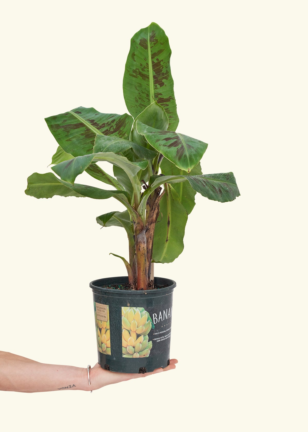 Medium Banana Tree (Musa acuminata) in a grow pot.