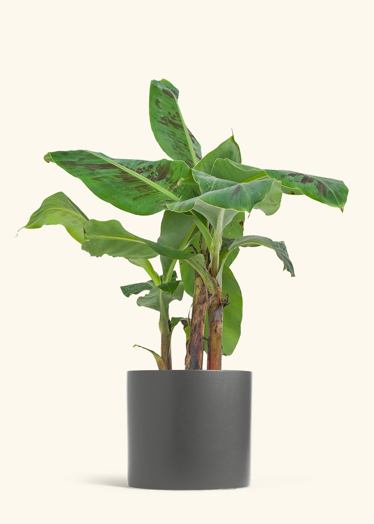 Banana Tree, Large
