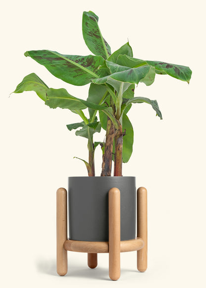 Banana Tree, Large
