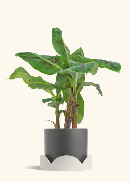 Banana Tree, Large