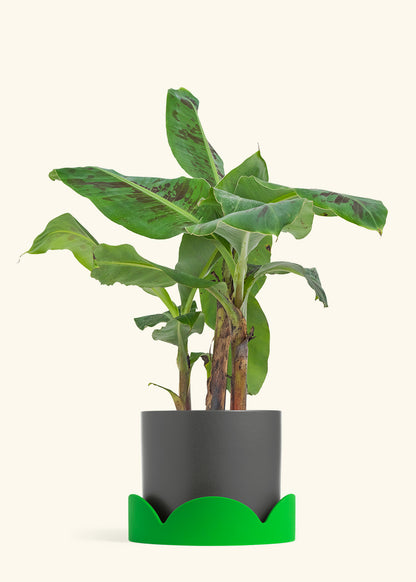 Banana Tree, Large