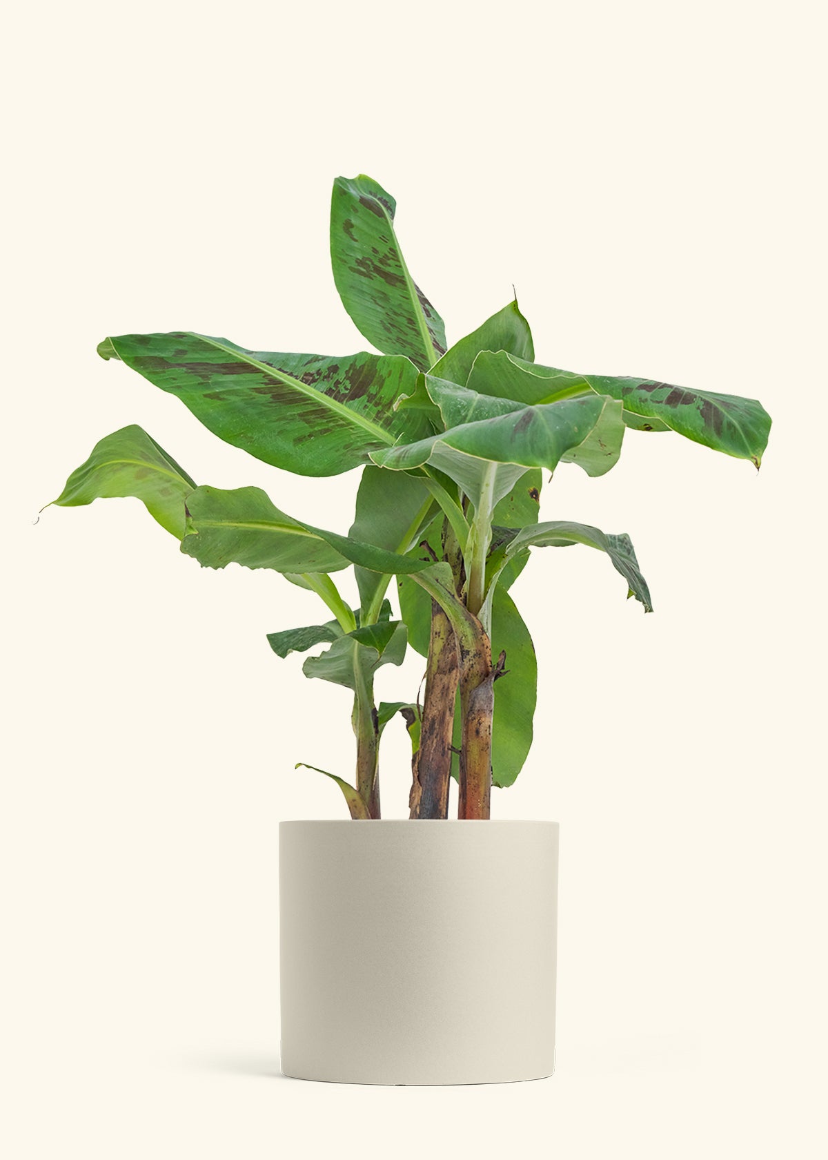 Banana Tree, Large