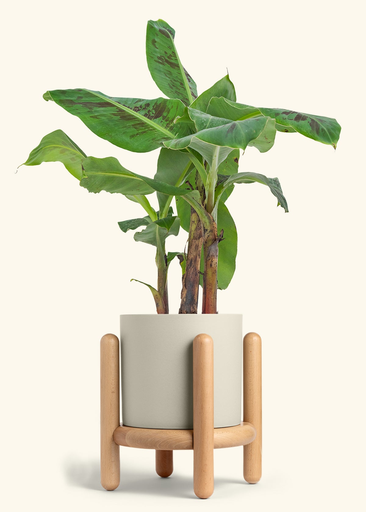 Banana Tree, Large