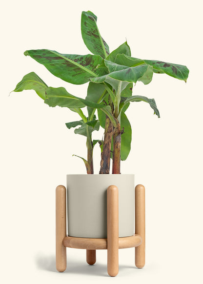 Banana Tree, Large