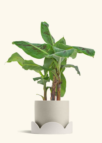 Banana Tree, Large