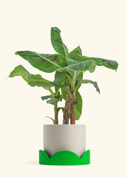 Banana Tree, Large