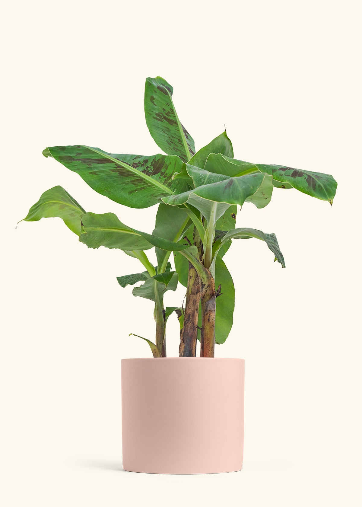 Banana Tree, Large