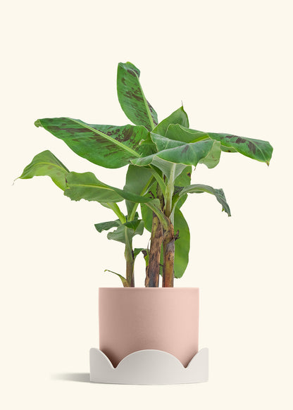 Banana Tree, Large