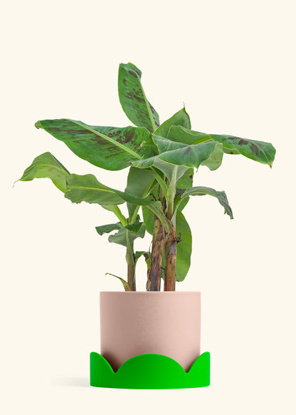 Banana Tree, Large