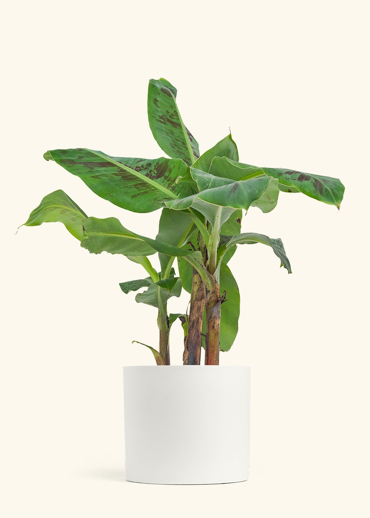 Banana Tree, Large
