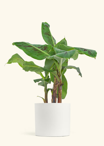 Banana Tree, Large