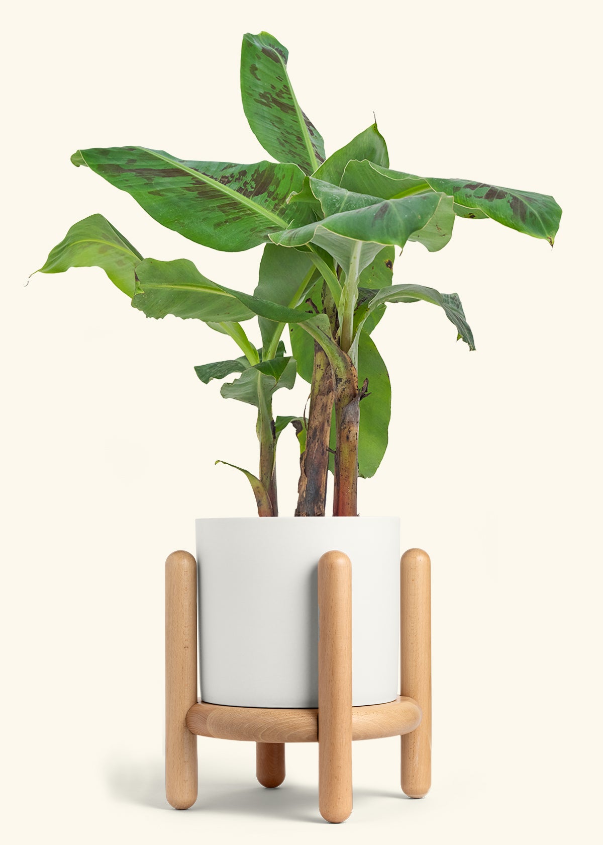 Banana Tree, Large