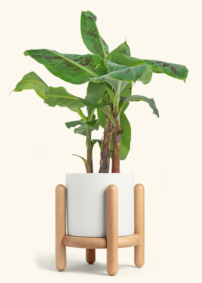 Banana Tree, Large