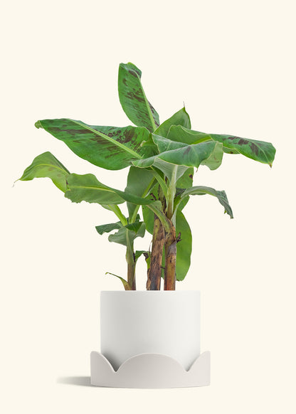 Banana Tree, Large