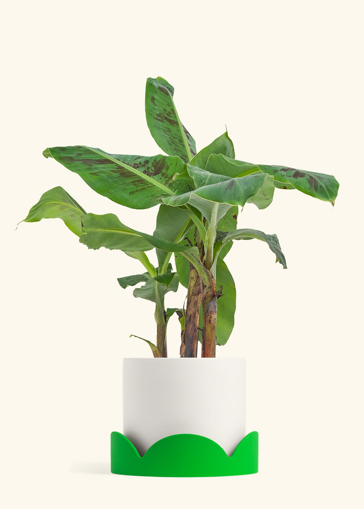 Banana Tree, Large