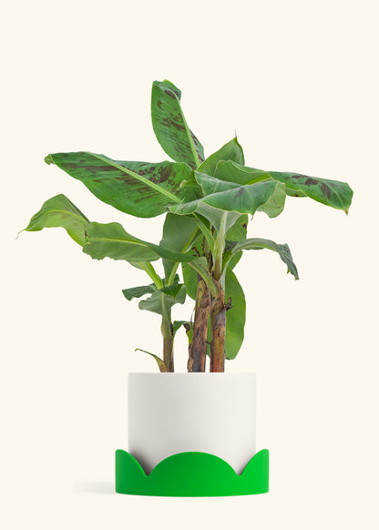 Banana Tree, Large