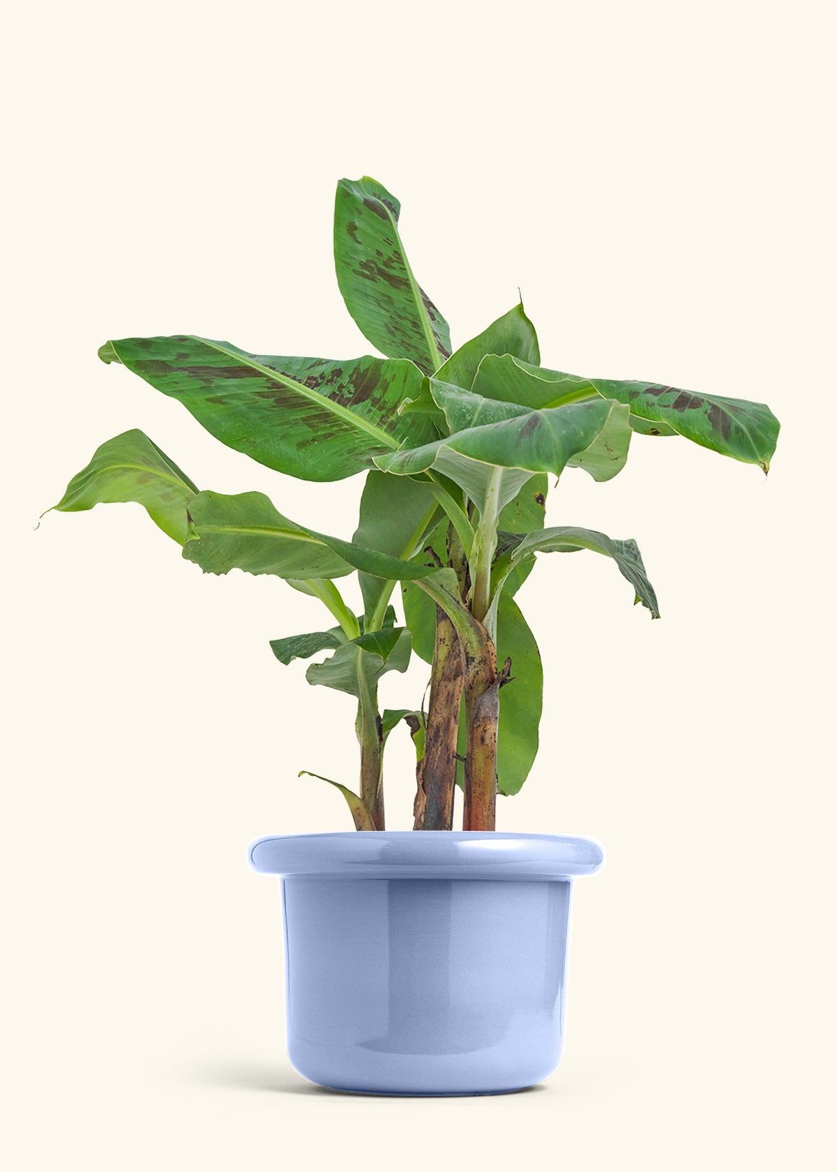 Banana Tree, Large